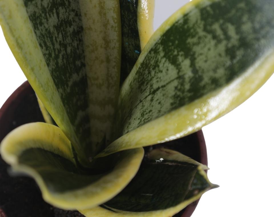 סנסיווריה מגוונת | בעציץ קוטר 12 ס"מ