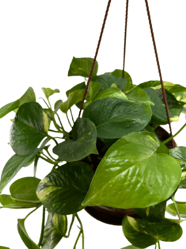 פוטוס | עציץ בנפח 4 ליטר