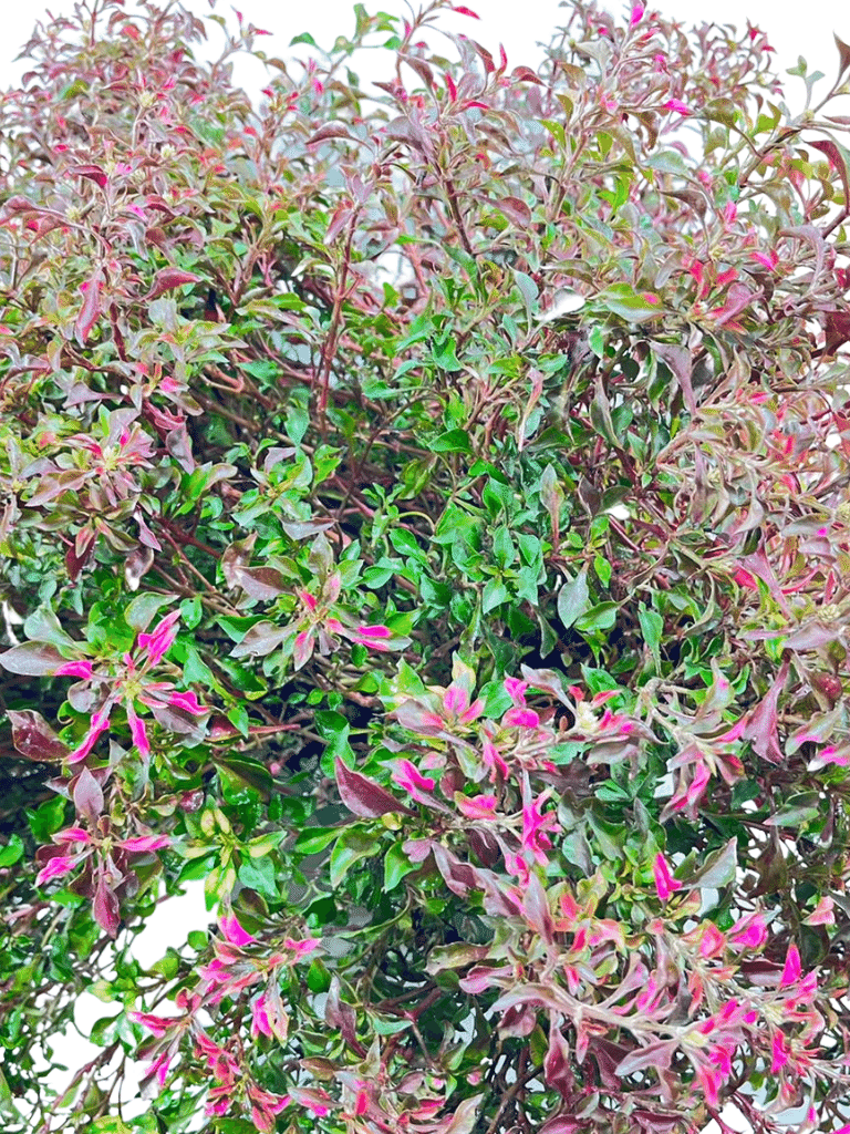 ביצן אוסטרלי | עציץ בנפח 10 ליטר - משתלת אייל