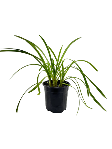 אגפנטוס | עציץ בנפח 4 ליטר