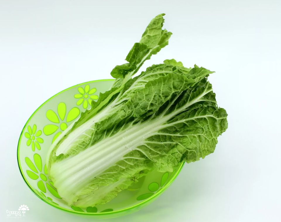 כרוב סיני | 20 זרעים