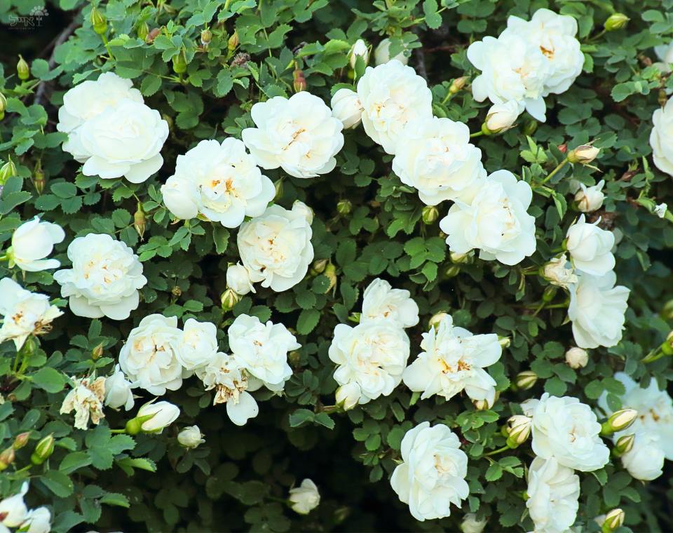 ורד ננסי | עציץ בקוטר 12 ס"מ