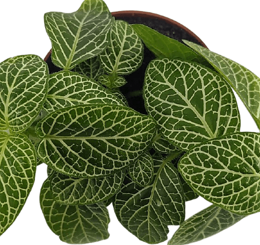 פיתוניה גידית (אלביוניס) ירוקה | עציץ קוטר 8 ס"מ