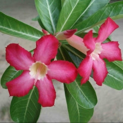 אדניום | עציץ בקוטר 12 ס"מ