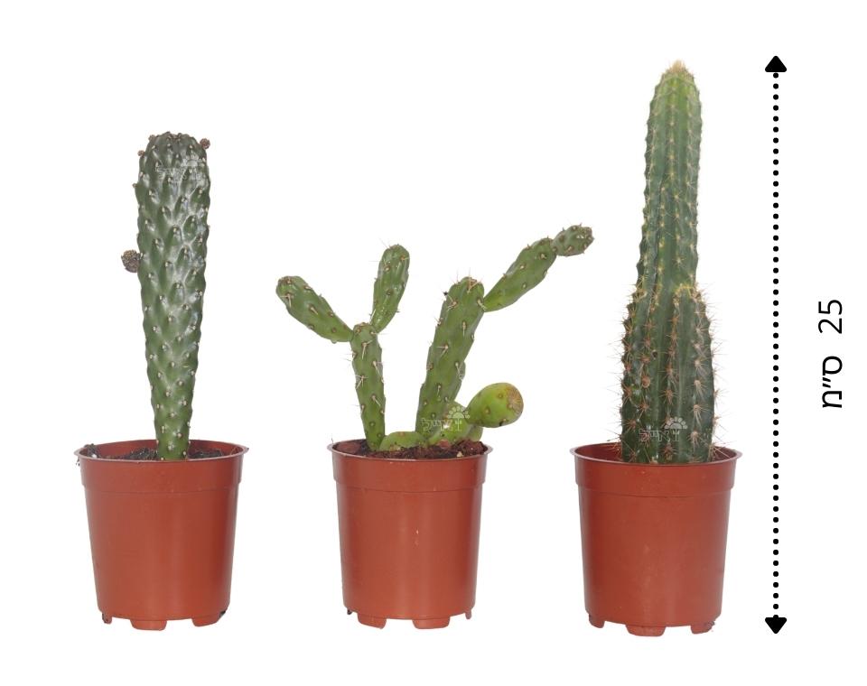 קיט 3 קקטוסים קוצניים | עציץ בקוטר 12 ס"מ