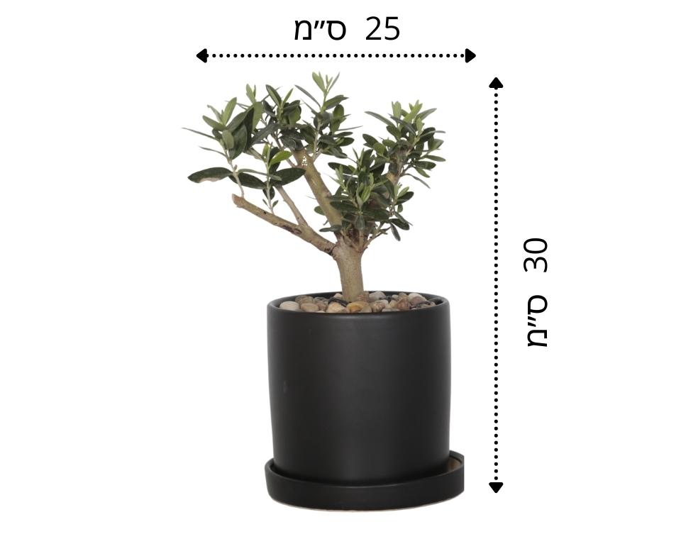 עץ זית בונסאי | בכלי צילינדר שחור עם תחתית מובנית
