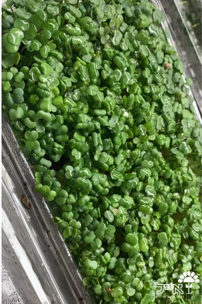 ברוקולי לנבטים | 1000 זרעים