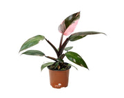 פילודנדרון פינק פרינסס | עציץ בנפח 6 ליטר