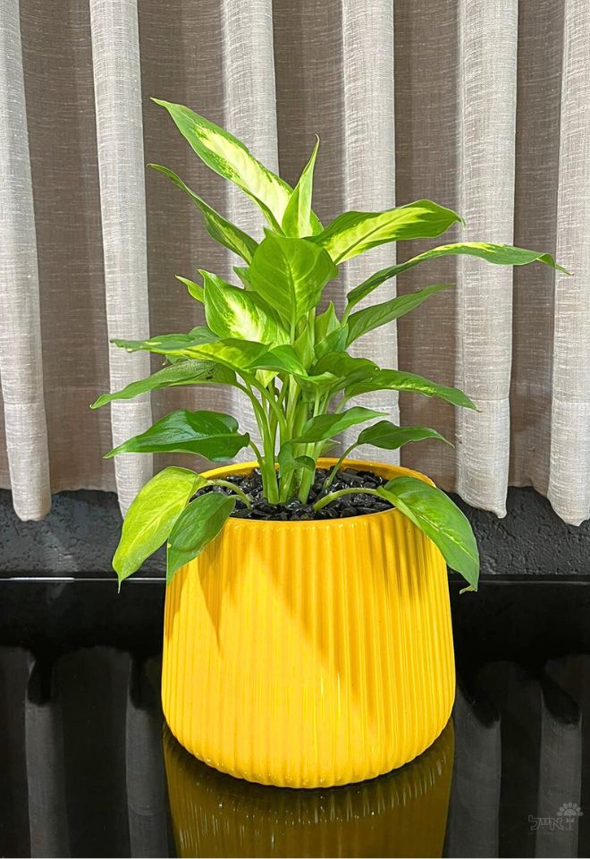 כד מעוצב | דיפנבכיה | אדום/צהוב | קטן