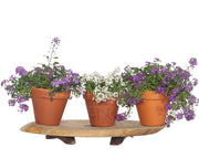 מארז מתנה | 3 שתילי פרחים | בכלי חרס טרקטורה