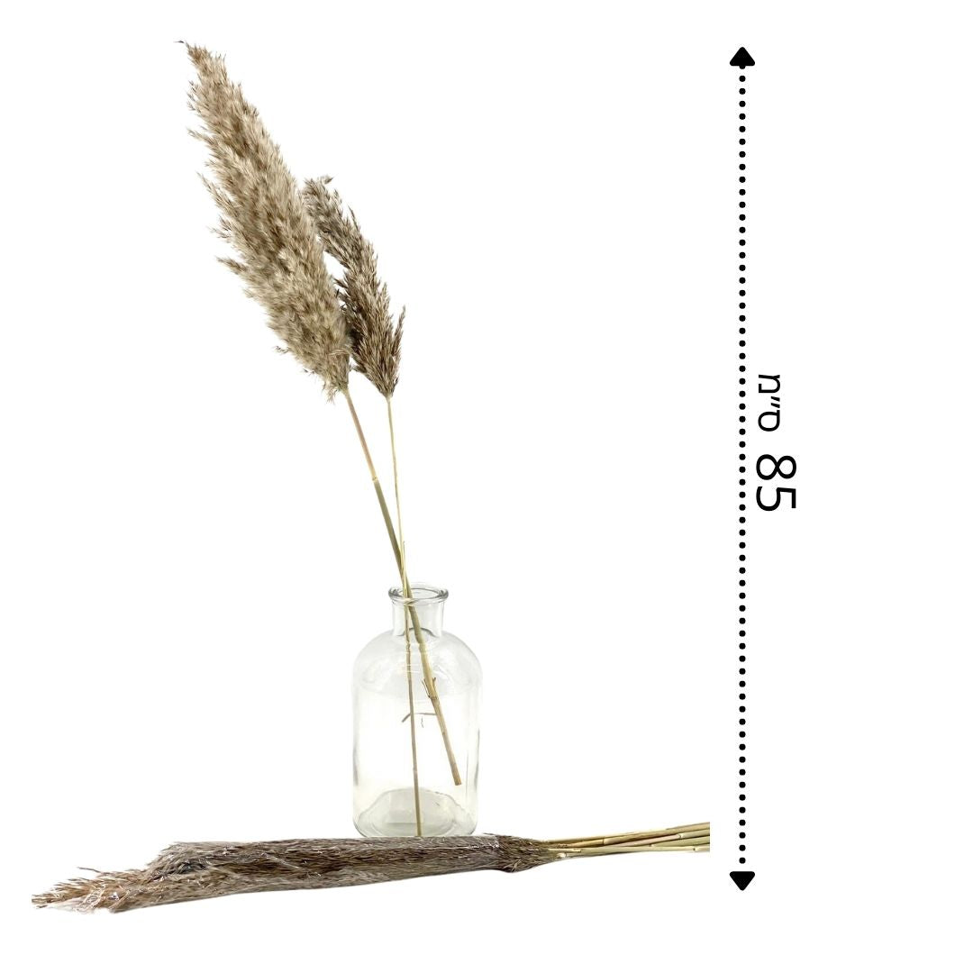 מארז 10 יחידות פאמפס חום