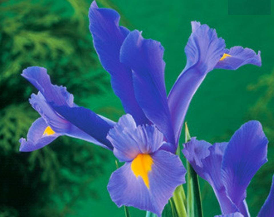 מארז פקעות | אירוס הולנדי סגול | 50 פקעות