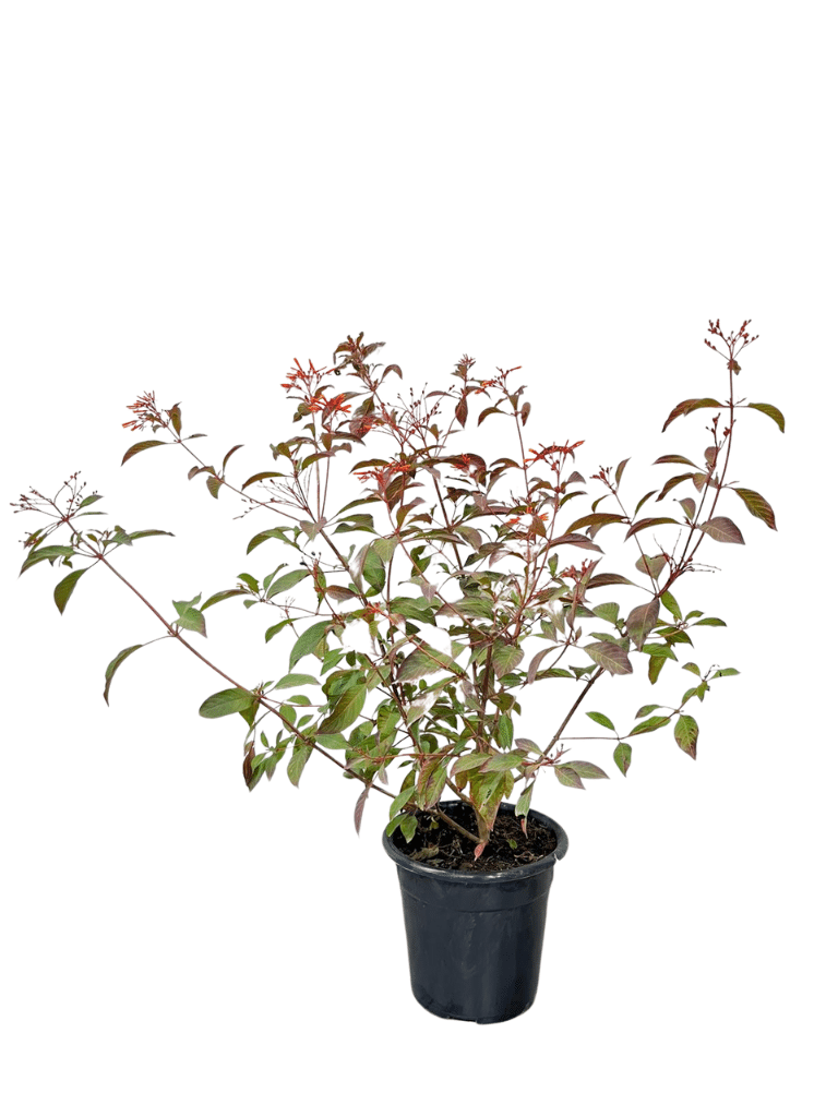 המליה מבודרת | עציץ בנפח 4 ליטר