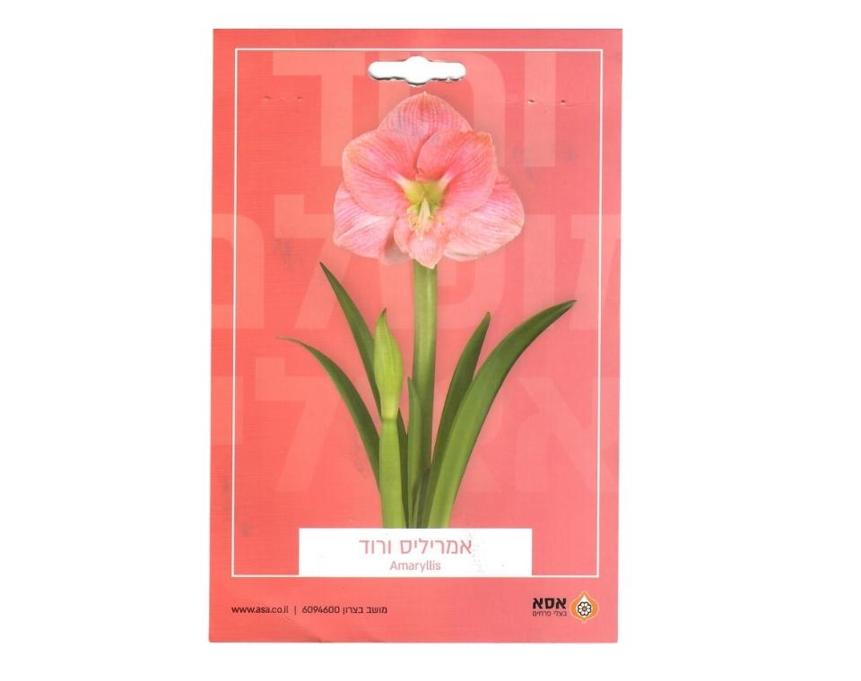 אמריליס ורוד | 1 יחידה