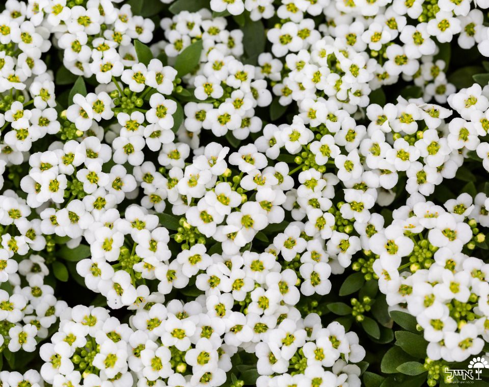 סלסלי כסף | עציץ בקוטר 12 ס״מ