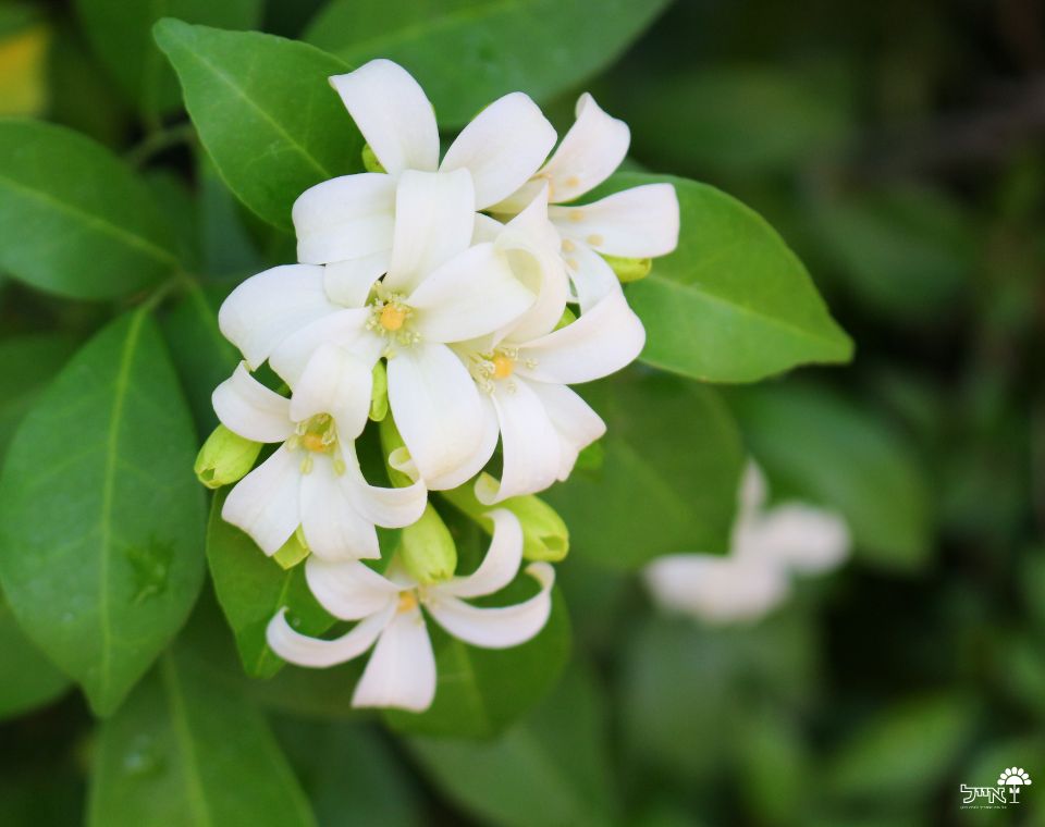 מוריה מכבדית | עציץ בנפח 10 ליטר