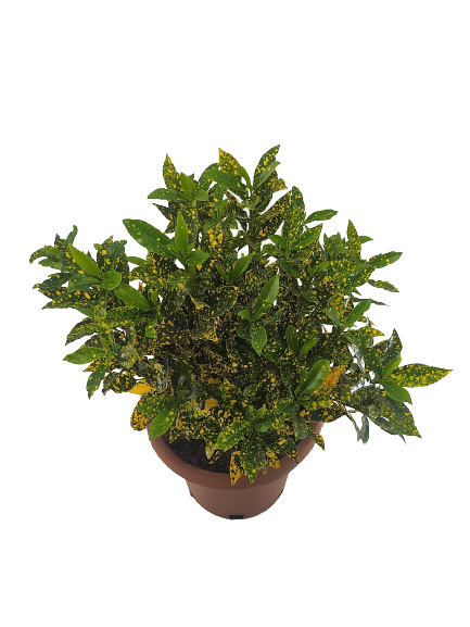 קרוטון מנוקד | עציץ בנפח 10 ליטר