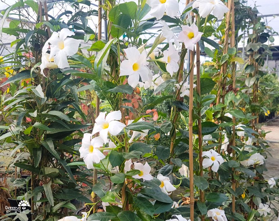 מנדוילה | עציץ בקוטר 12 ס"מ