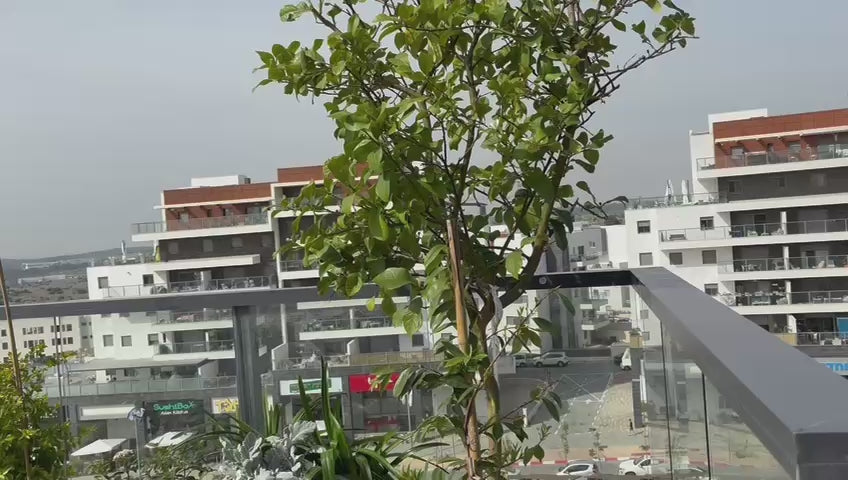 טען וידאו: מרפסת ענק בסגנון קולוניאלי-מודרני | אדניות וכדים דמוי פסים ודשא סינטטי | רעננה