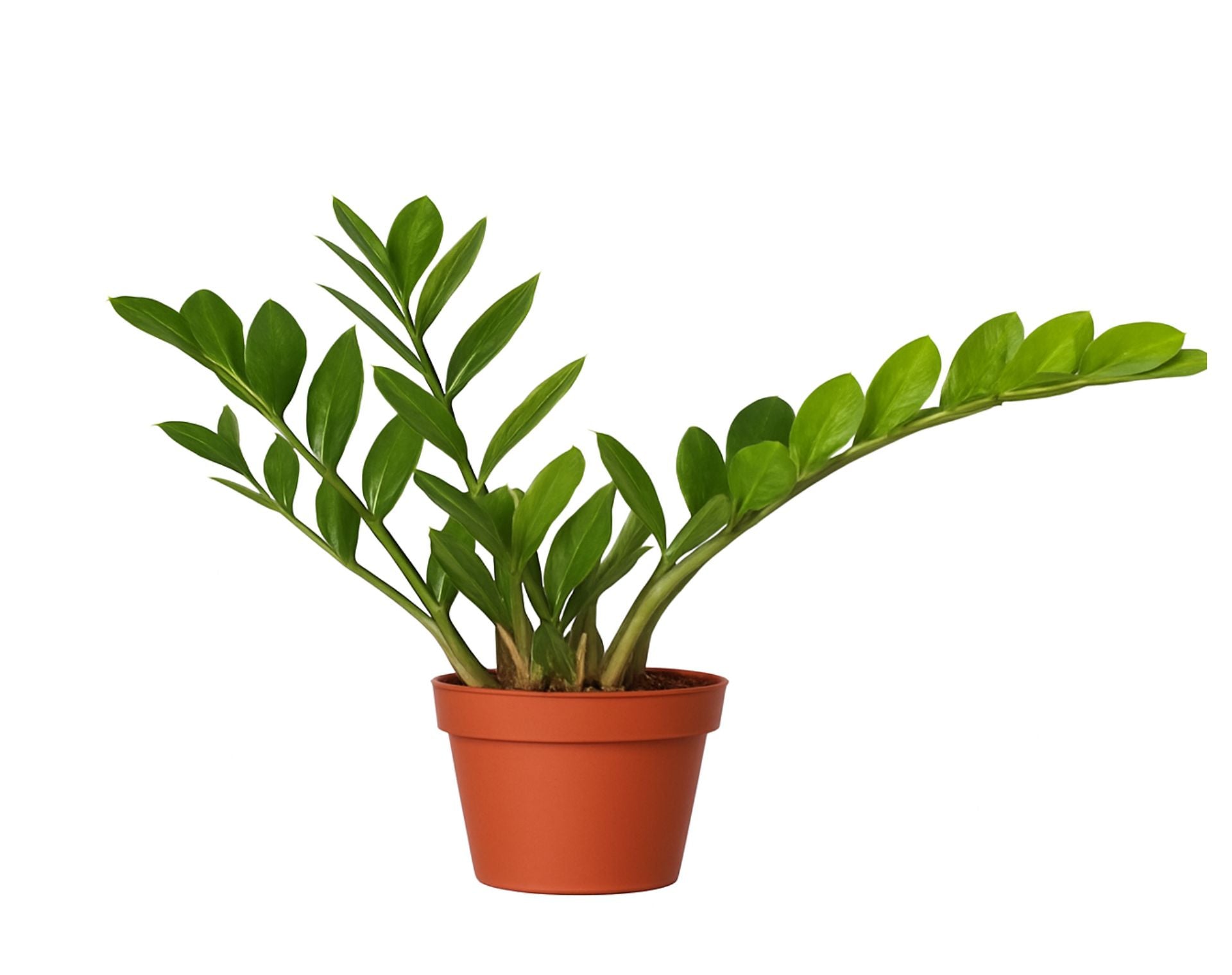 זמיה קוקוס | עציץ בקוטר 12 ס"מ