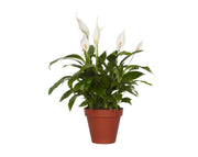 ספטיפיליום | עציץ בנפח 4 ליטר