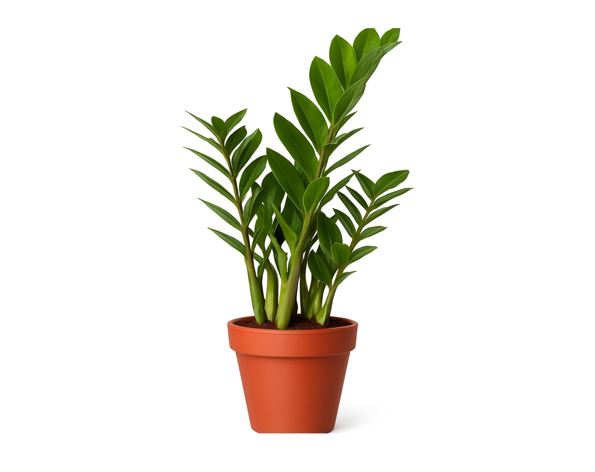 זמיה קוקוס | בעציץ נפח 10 ליטר