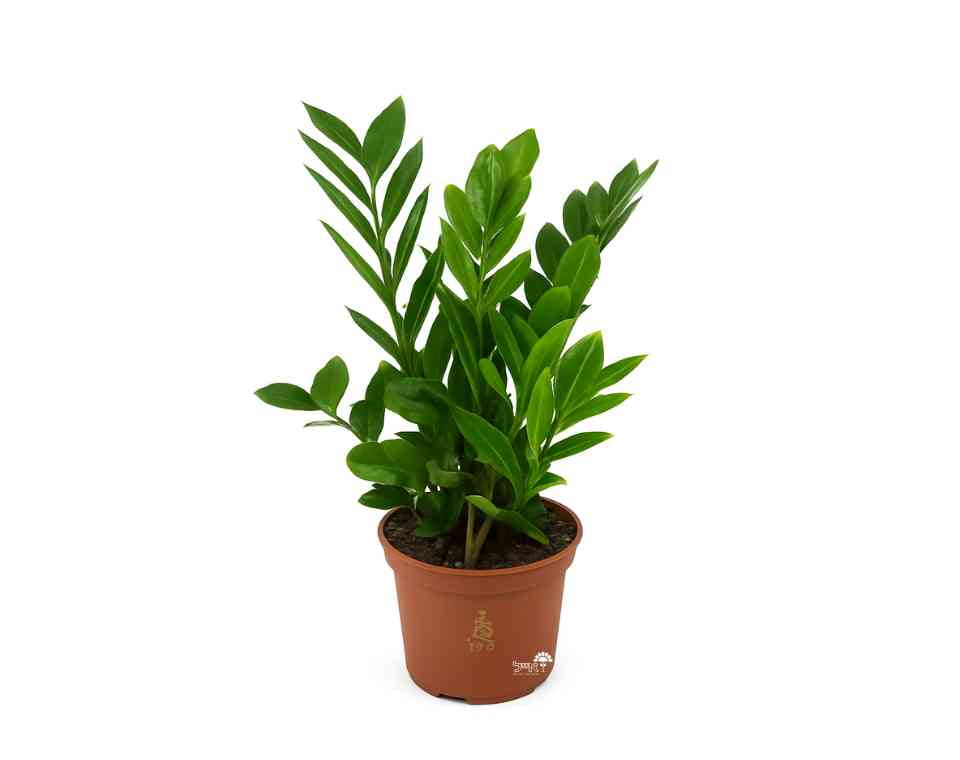 זמיה קוקוס | בעציץ נפח 4 ליטר