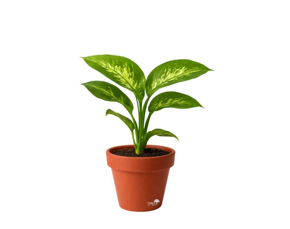 דיפנבכיה | עציץ בנפח 4 ליטר