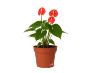 אנטוריום | עציץ בנפח 4 ליטר