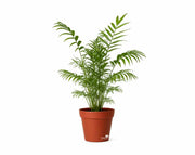 חמדוריאה אלגאנס | 4 ליטר