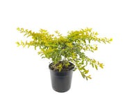 דורנטה תאילנדית | עציץ בנפח 4 ליטר