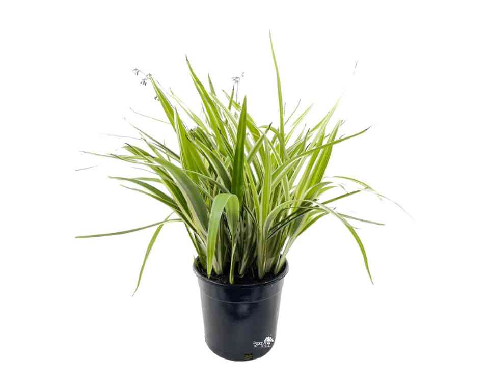 דיאנלה | עציץ בנפח 4 ליטר