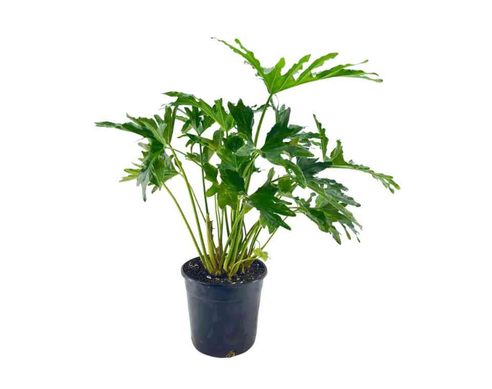 פילודנדרון ביפי | עציץ בנפח 4 ליטר