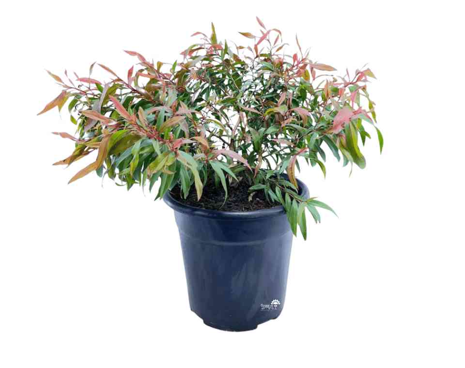 אגוניס ננה | עציץ בנפח 10 ליטר