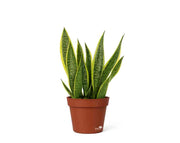 סנסיווריה מגוונת | בעציץ נפח 10 ליטר