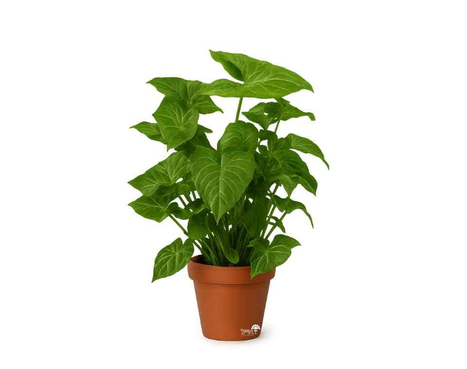 סינגוניום קלאסי | עציץ בקוטר 12 ס"מ