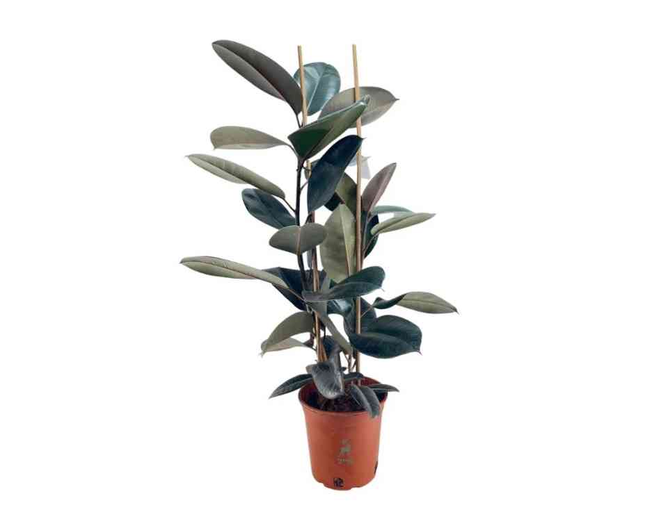 פיקוס גומי שחור | עציץ בנפח 10 ליטר